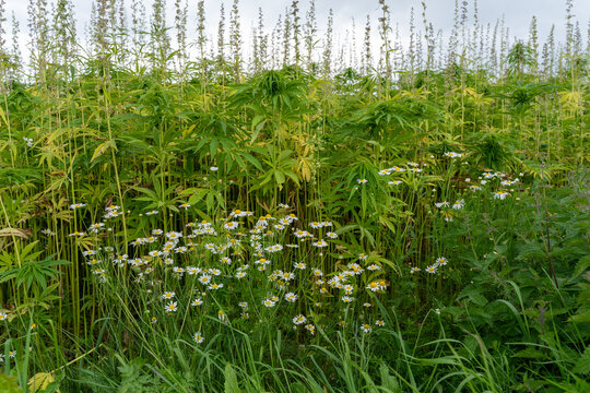 Industrial hemp field with wild daisies and stinging nettles along the field margin, illustrating biodiversity and sustainable agriculture.