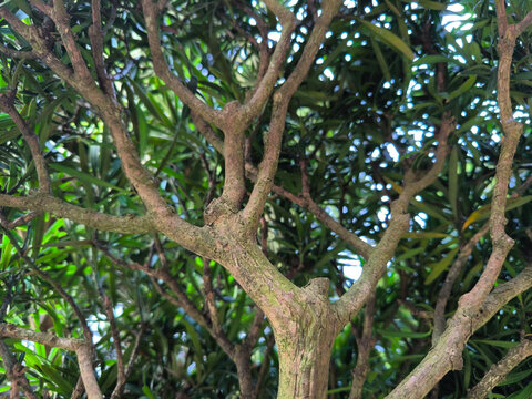The green Podocarpus macrophyllus foliage texture shows vibrant, shiny green leaves, and the brown tree branch