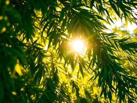 Golden sunlight filters through rustling leaves, natural, nature