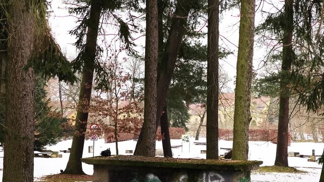 Black squirrels playing on a concrete structure in a winter park in spa town Frantiskovy Lazne Franzensbad