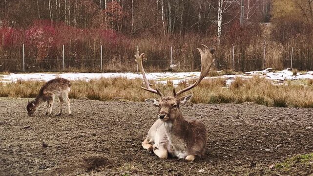 Fallow deer buck chewing cud lying in a field