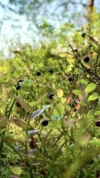 Wild Blueberries Growing in Forest Seamless Loop Savonlinna