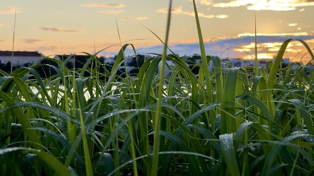 Shoreline Reed Swaying at Sunset with City Skyline Behind
