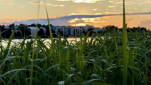 Waterfront Grass at Dusk with Helsinki Buildings Across the Sea