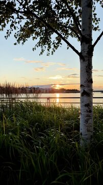 Green Reeds by the Sea at Golden Sunset in Helsinki