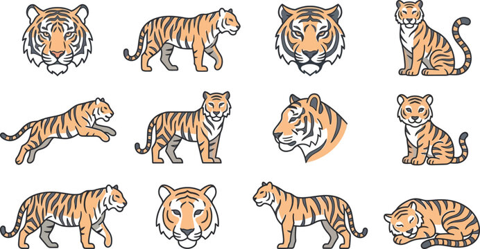 Set of flat vector tiger illustrations showing different poses and expressions for wildlife design projects