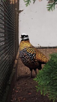 Colorful reeve's pheasant standing in captivity
