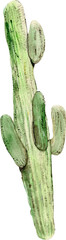 cactus on a white background painted by watercolor © Mary