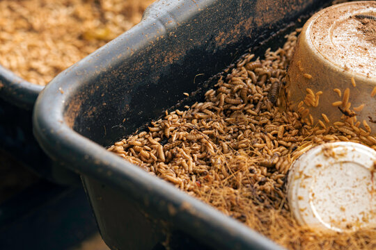 Black Soldier Fly Larvae Farming in Compost Bin for Organic Waste Recycling