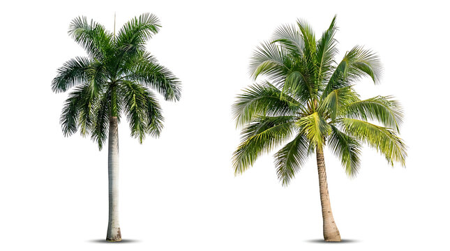 Two palm trees with green fronds on white background