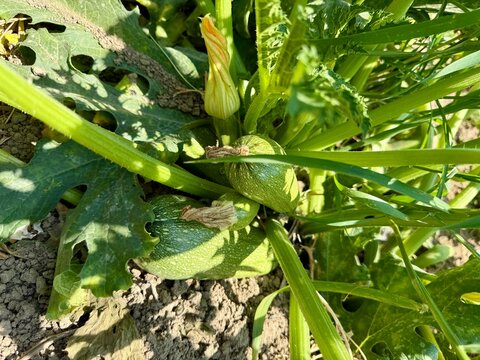 Close-up shot of zucchini growing in a garden bed. A field planted with zucchini and other vegetables.