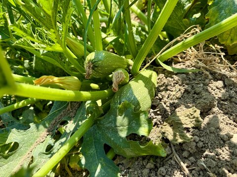 Close-up shot of zucchini growing in a garden bed. A field planted with zucchini and other vegetables.