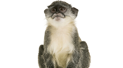 Gray and white monkey sitting and looking forward © Lubos