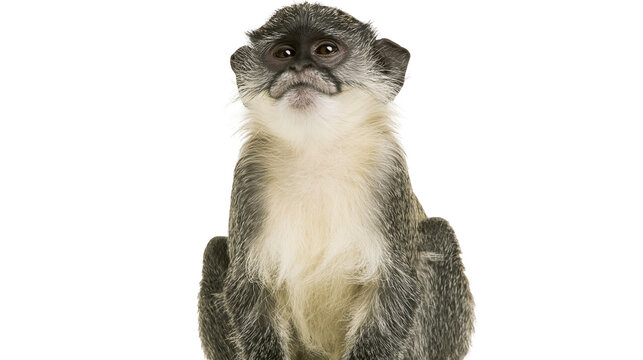 Gray and white monkey sitting and looking forward
