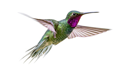 Green hummingbird with purple throat in flight © Gael