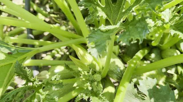 Close-up shot of zucchini growing in a garden bed. A field planted with zucchini and other vegetables.