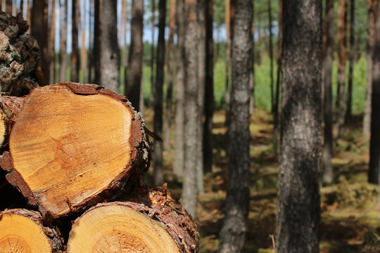 Cut Pine Logs in Forest &ndash; Sustainable Forestry and Timber Harvesting