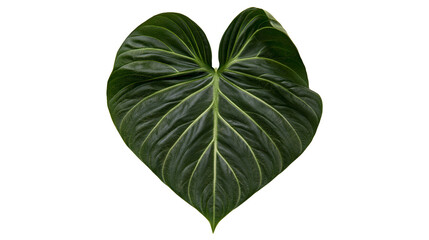 Dark green heart-shaped philodendron leaf with prominent veins © Gael