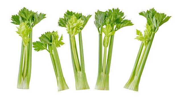 Fresh green celery stalks with leafy tops