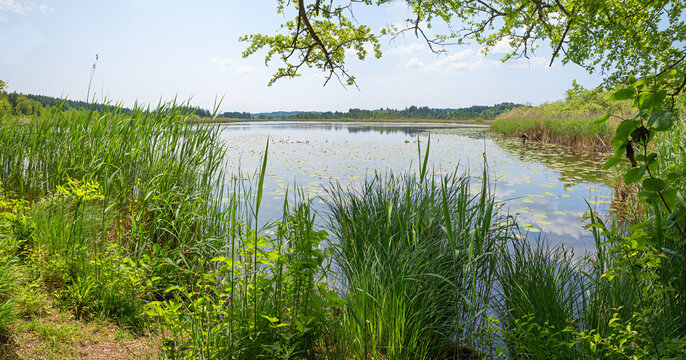 birds sanctuary moor lake Maisinger See, area Starnberg. beautiful landscape bavaria