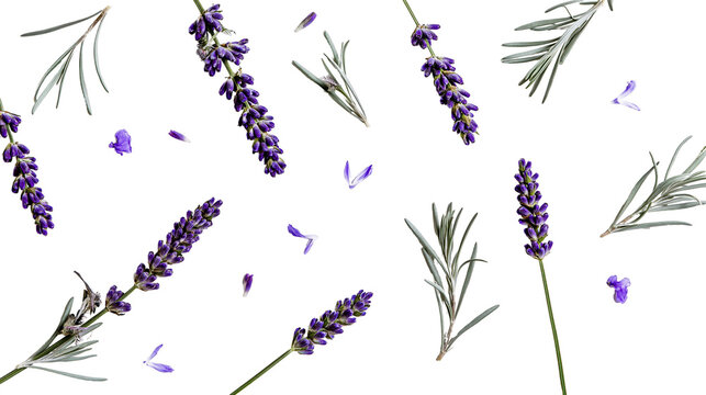 Lavender sprigs and petals scattered