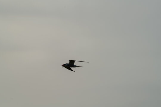 Seabird silhouette flying with prey