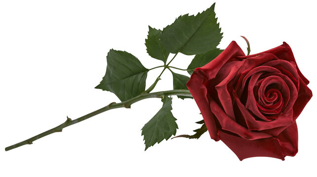 Single dark red rose with green leaves and stem
