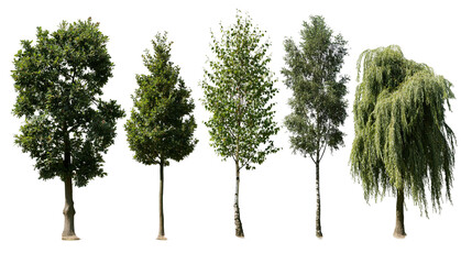 Five diverse trees with green foliage and brown trunks © Rowan