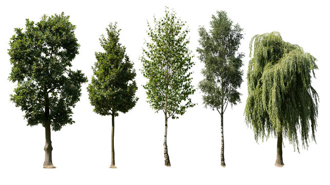 Five diverse trees with green foliage and brown trunks