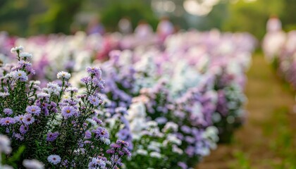Obraz premium Vibrant purple and white wildflowers in a sunlit garden path