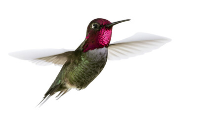 Fototapeta premium Anna s Hummingbird with iridescent gorget and green body in flight