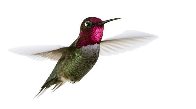 Anna s Hummingbird with iridescent gorget and green body in flight