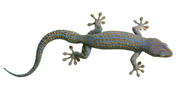 Tokay gecko with blue and orange spotted skin