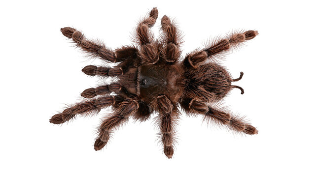Brown hairy tarantula spider with eight legs spread out