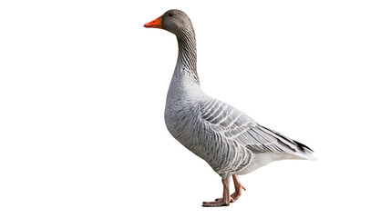 Gray goose with orange beak and legs standing © Rowan