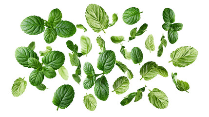 Fresh green mint leaves scattered © Isolde