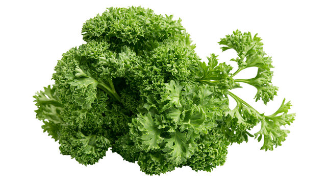 Curly parsley herb bunch fresh green leaves
