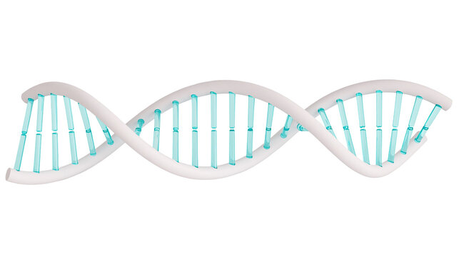 3D DNA double helix structure with white strands and blue bases