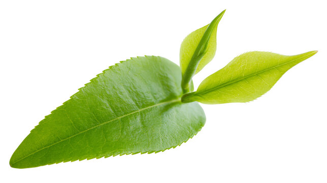 Fresh green tea leaves and buds on white