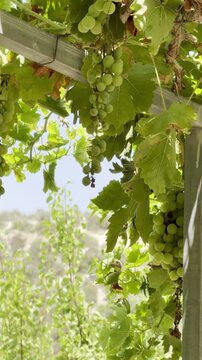 Green, unripe bunches of grapes hang from the vines. Mediterranean agriculture.