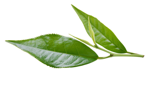 Green tea leaves and bud on stem