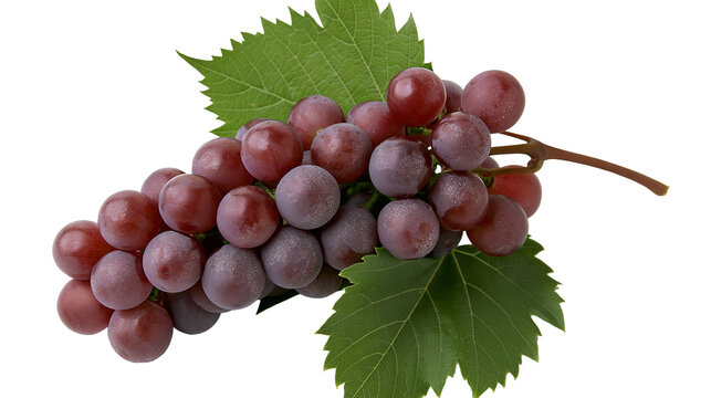 Red globe grapes with green leaves on stem
