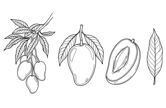 Hand Drawn Mango Fruit Vector Set, Line Art Line Art Illustrations of Whole, Half Sliced Mangoes and Leaves for Coloring Book, Packaging, or Logo Design