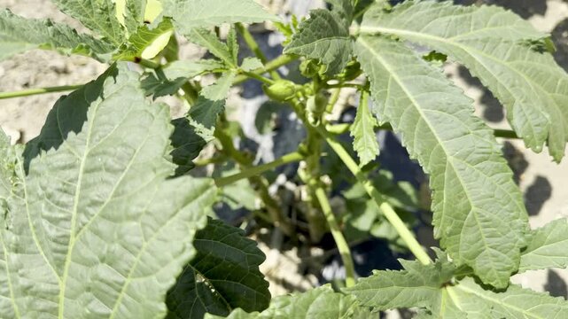 A close-up shot of the fruits and flowers of the okra plant. An agricultural field planted with okra.