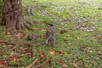 Mauritius Wildlife Macaque Family Feeding on Forest Floor © adfoto