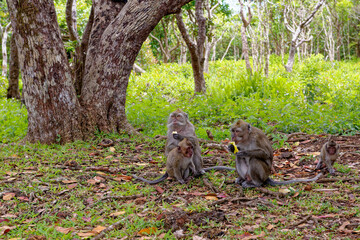Mauritius Wildlife Macaque Family Feeding on Forest Floor © adfoto