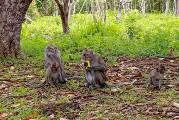 Mauritius Wildlife Macaque Family Feeding on Forest Floor © adfoto