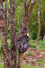 Mauritius Wildlife Macaque Family Feeding on Forest Floor © adfoto