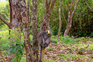 Mauritius Wildlife Macaque Family Feeding on Forest Floor © adfoto