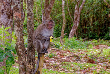 Mauritius Wildlife Macaque Family Feeding on Forest Floor © adfoto